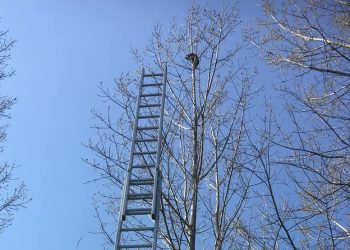 Nie mógł zejść z wysokiego drzewa