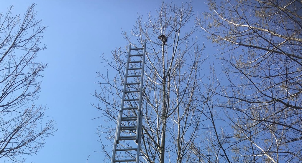 Nie mógł zejść z wysokiego drzewa