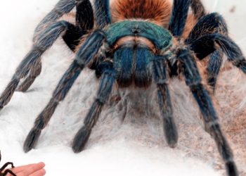 Zapraszają na wystawę pająków i skorpionów