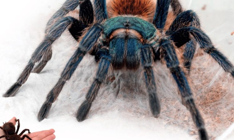 Zapraszają na wystawę pająków i skorpionów