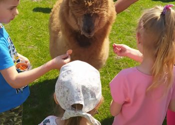 Piknik Rodzinny Przedszkola w Kotuni