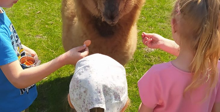 Piknik Rodzinny Przedszkola w Kotuni