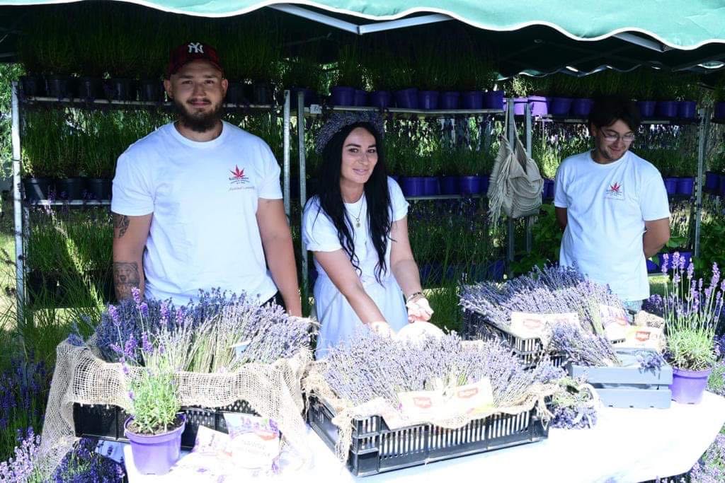 Festiwal Lawendy w Piotrowicach