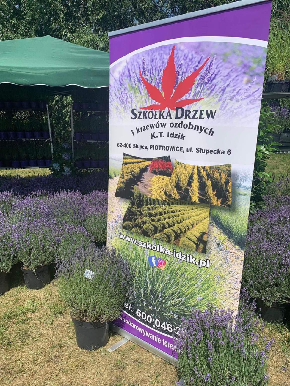 Festiwal Lawendy w Piotrowicach