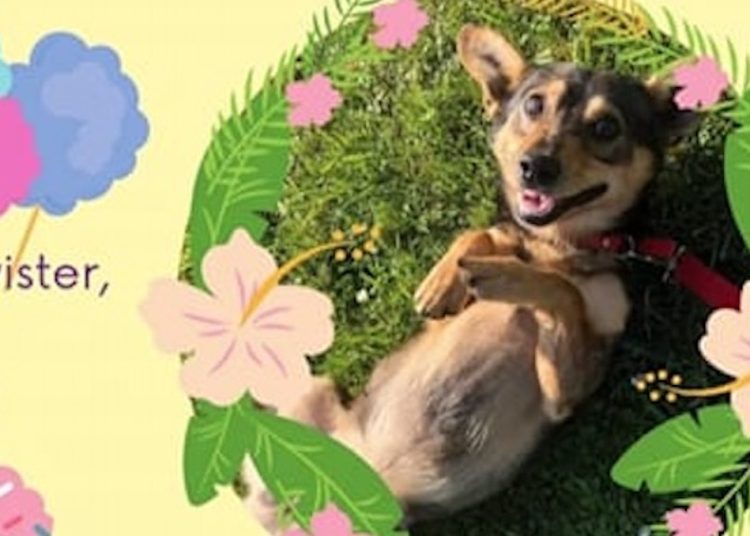 Pokochaj Burka. Zapraszają na dzień pełen atrakcji