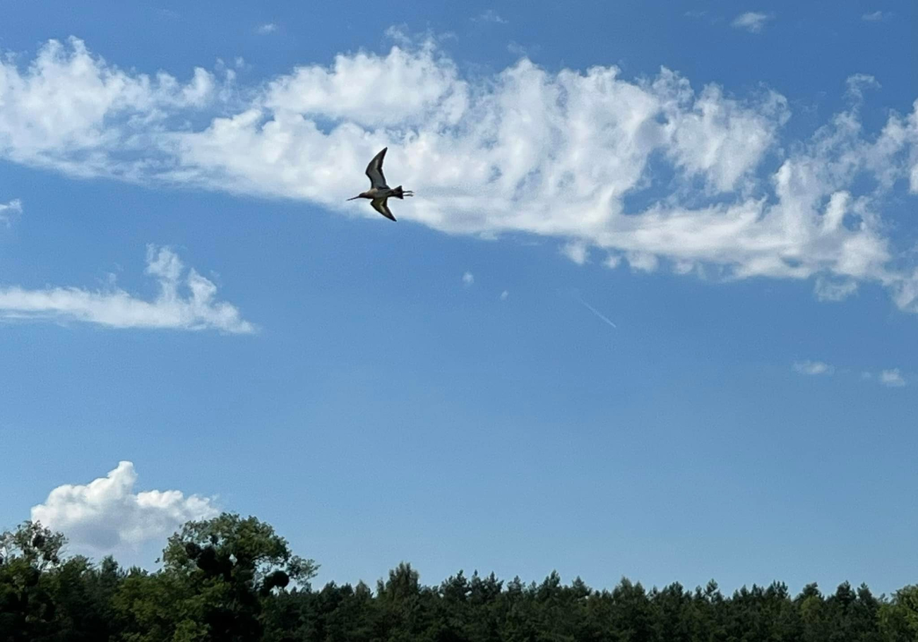 W inkubatorach odchowali ptaki. Właśnie wypuścili na wolność