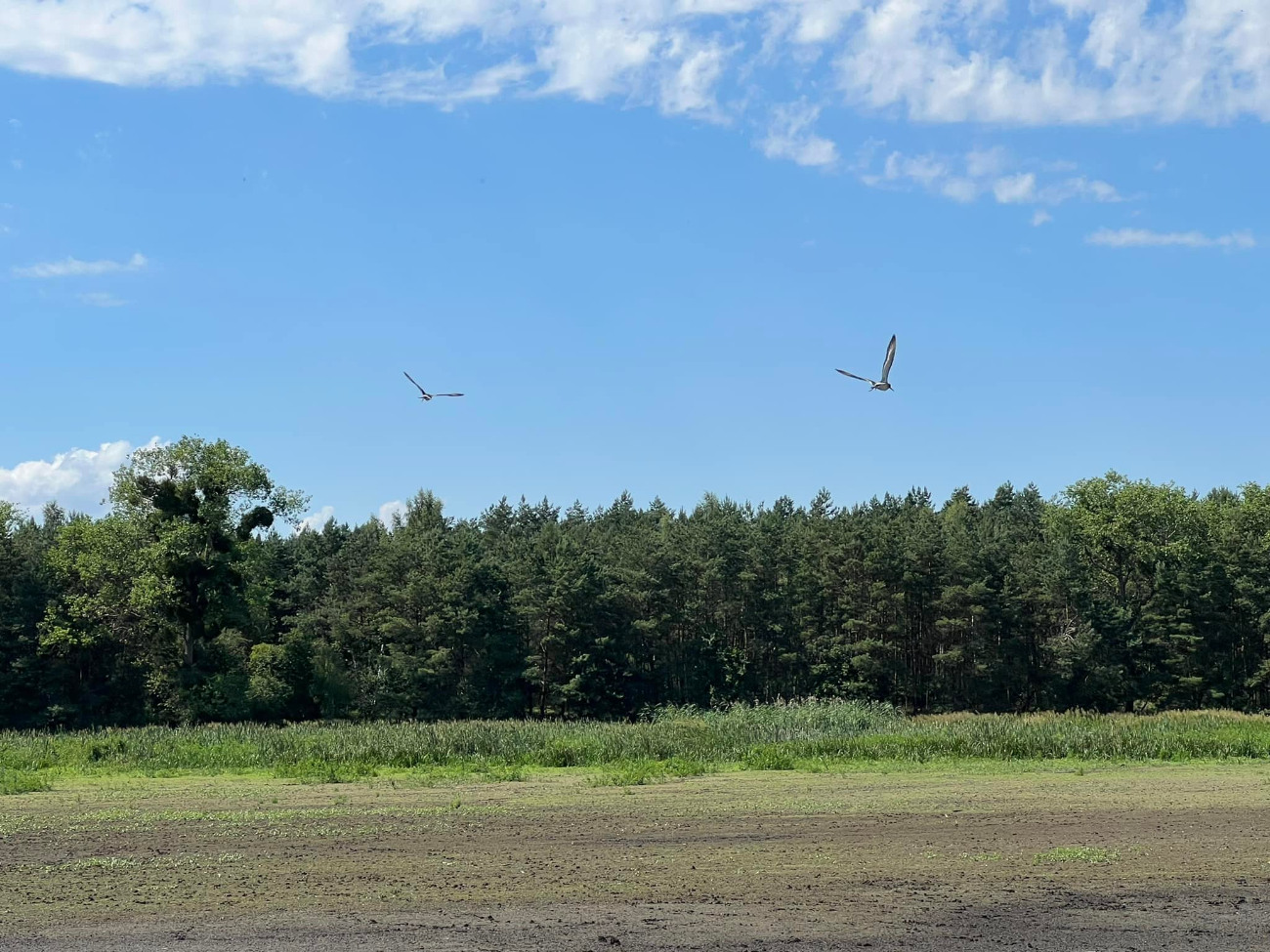 W inkubatorach odchowali ptaki. Właśnie wypuścili na wolność