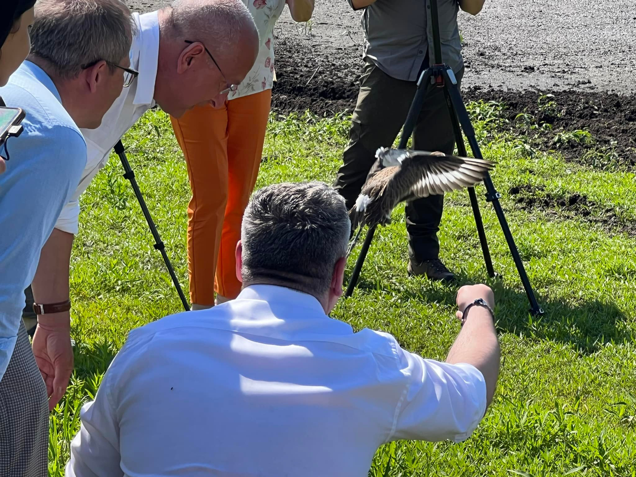 W inkubatorach odchowali ptaki. Właśnie wypuścili na wolność