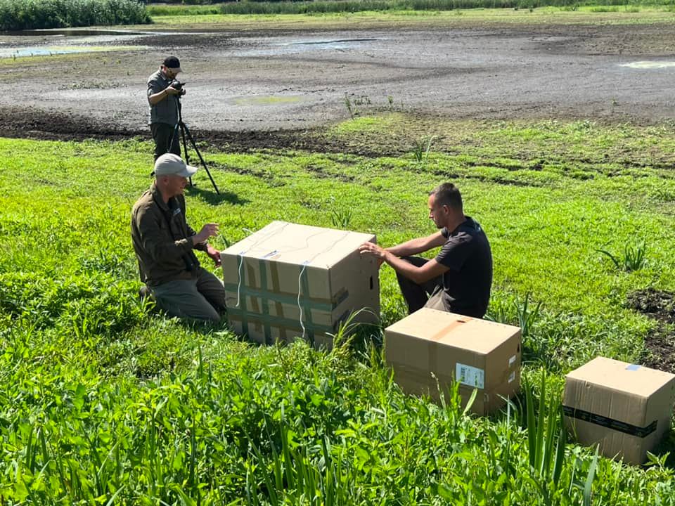 W inkubatorach odchowali ptaki. Właśnie wypuścili na wolność