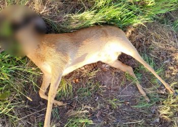 Kto to zrobił?! Przy drodze leży martwe zwierzę bez głowy