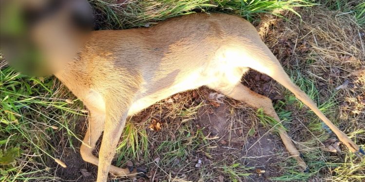 Kto to zrobił?! Przy drodze leży martwe zwierzę bez głowy