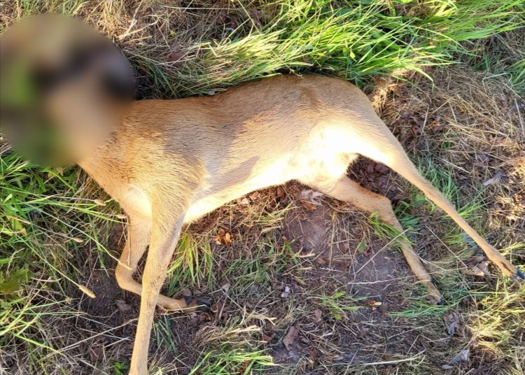 Kto to zrobił?! Przy drodze leży martwe zwierzę bez głowy