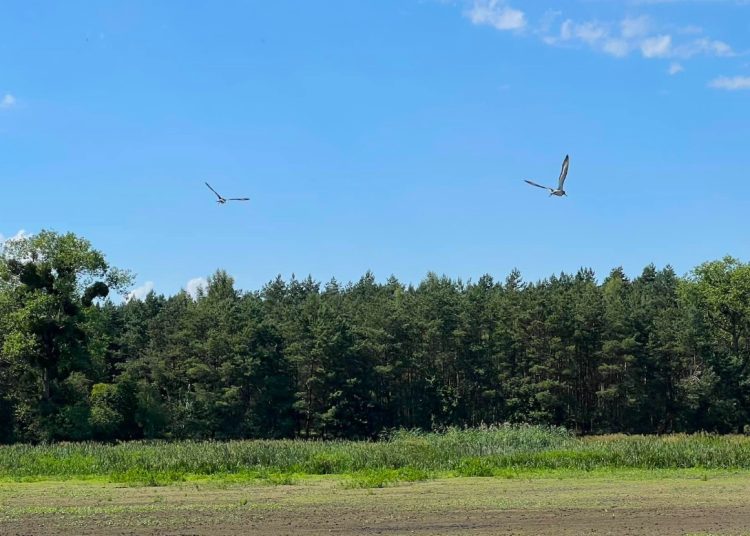 W inkubatorach odchowali ptaki. Właśnie wypuścili na wolność