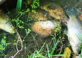 „Martwe sztuki w dopływie Warty”