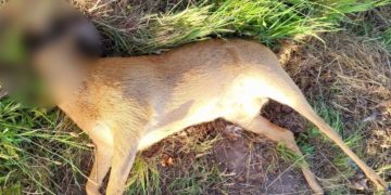 Sarna z odciętą głową. Jaki finał sprawy?