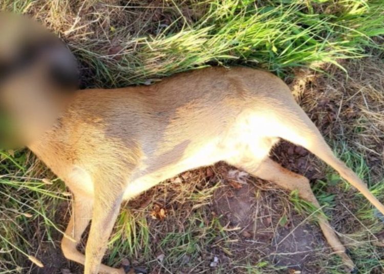 Sarna z odciętą głową. Jaki finał sprawy?