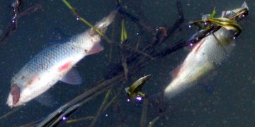 U nas też jest ten problem. Wyławiają śnięte ryby z rzeki