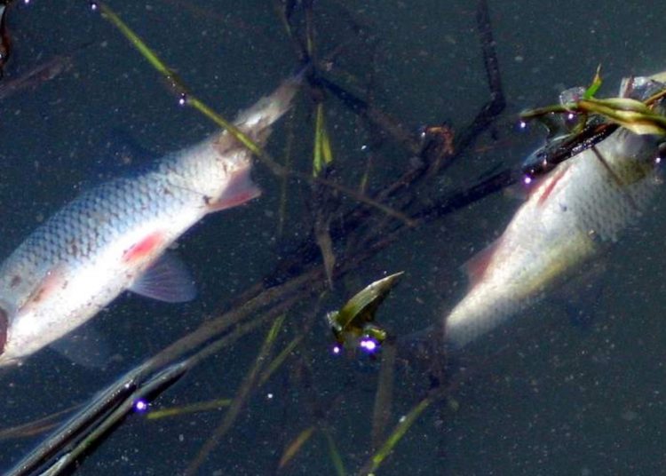 U nas też jest ten problem. Wyławiają śnięte ryby z rzeki