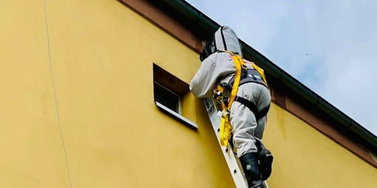 Przeczytaj, zanim wezwiesz straż pożarną do os czy szerszeni