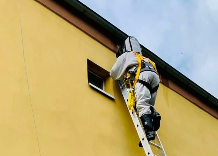 Przeczytaj, zanim wezwiesz straż pożarną do os czy szerszeni