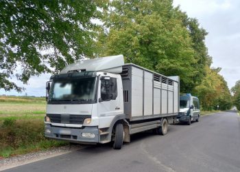 Przewoził bydło, dostał mandat