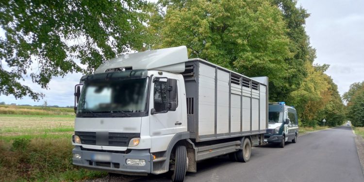Przewoził bydło, dostał mandat