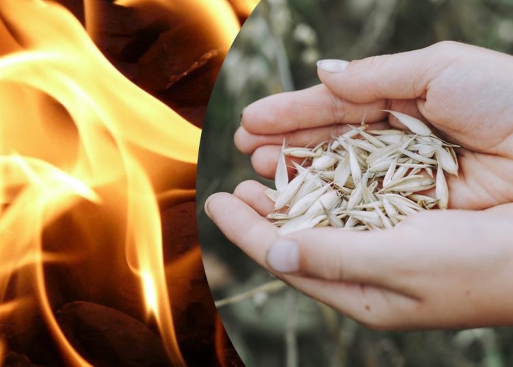 Tego zboża brakuje u nas w skupach. Ludzie kupują zamiast węgla