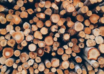 Miasto sprzedaje drewno. Czeka na oferty