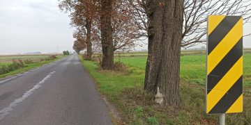 Wytną drzewa przy drodze do Jaroszyna