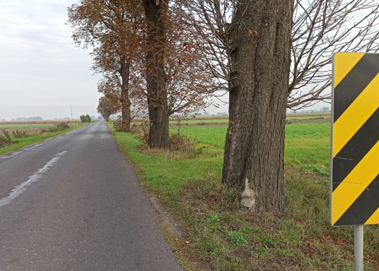 Wytną drzewa przy drodze do Jaroszyna