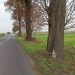 Wytną drzewa przy drodze do Jaroszyna