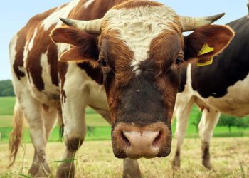 Byki uciekły z gospodarstwa. Utrudnienia w całej wsi