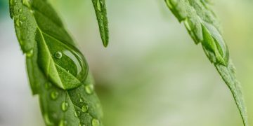 Lampy LED grow jako lampy do roślin — czy warto?