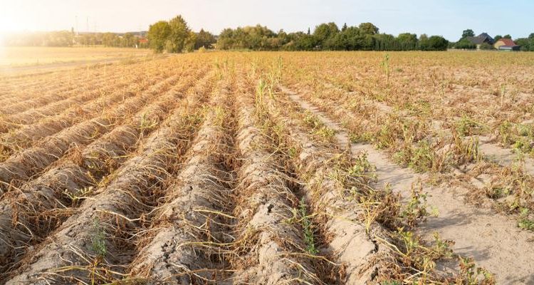 Do 15 listopada rolnicy mogą składać wnioski o pomoc