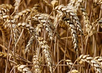 Ubiegasz się o pomoc klęskową? Jest zmiana przepisów