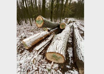 Nad jeziorem wycinają drzewa. Dlaczego?