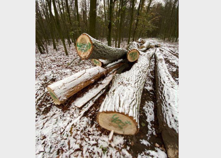 Nad jeziorem wycinają drzewa. Dlaczego?