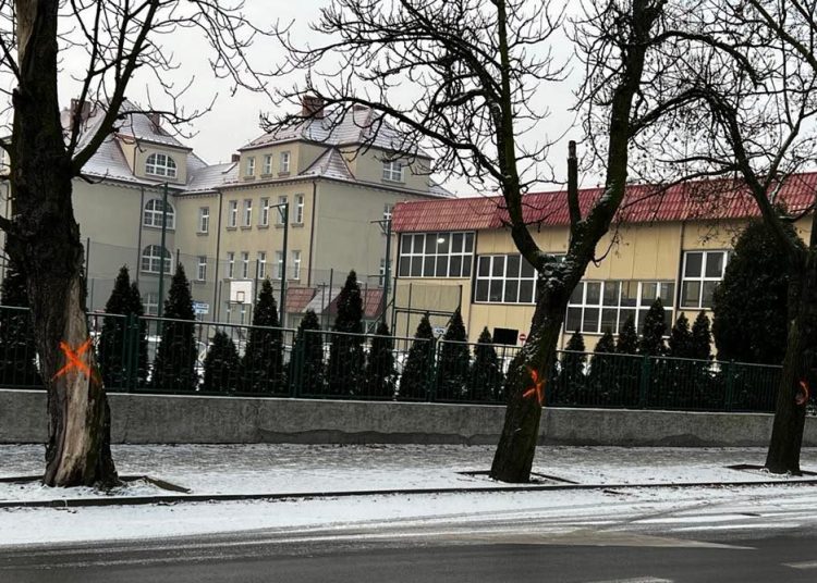 Nie chcieli „betonozy” w mieście. Kasztanowce zostają