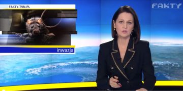 Plaga szczurów niedaleko Słupcy. Mówią o tym w Faktach