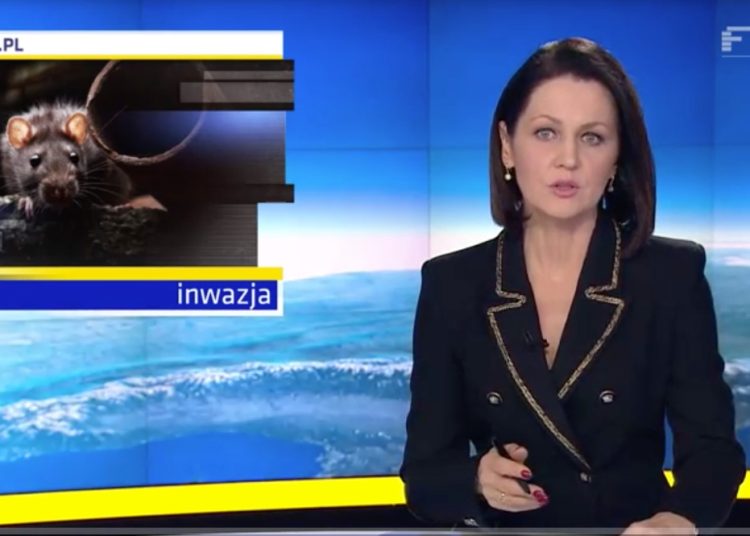 Plaga szczurów niedaleko Słupcy. Mówią o tym w Faktach