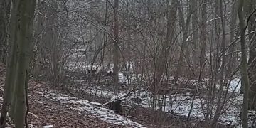 Wataha dzikich psów sieje postrach. Zobacz film