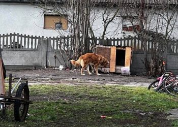 Będą sądzić się o psią kupę?