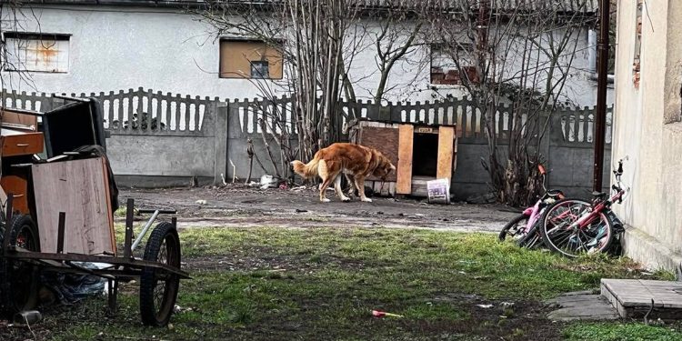 Będą sądzić się o psią kupę?