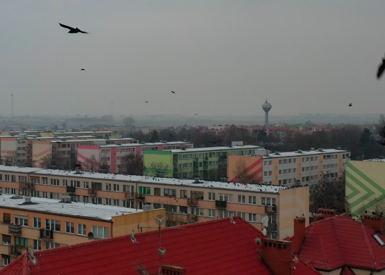 „Obrazy jak z filmu Hitchcock’a”. Ptaki opanowały Słupcę