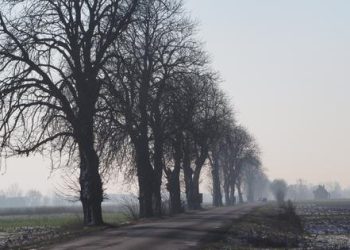 Nie chce wycinki drzew. Zbiera podpisy pod petycją