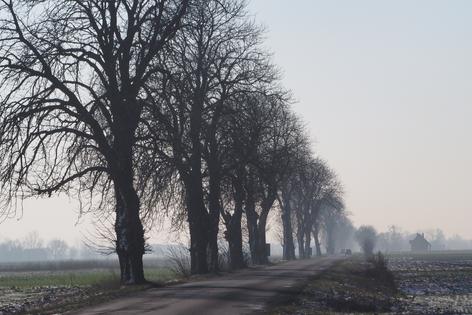 Nie chce wycinki drzew. Zbiera podpisy pod petycją