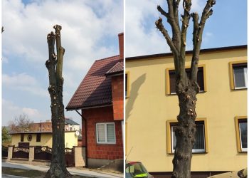 Gmina ukarana za zniszczenie drzew