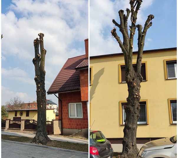 Gmina ukarana za zniszczenie drzew