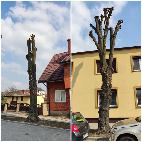 Gmina ukarana za zniszczenie drzew