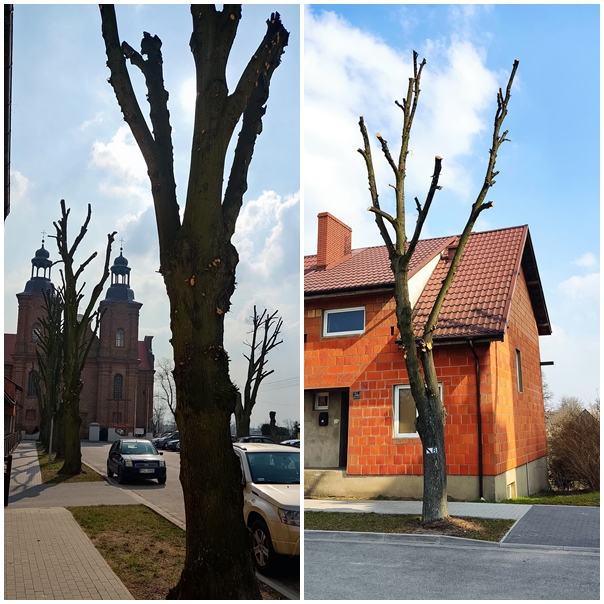 Gmina ukarana za zniszczenie drzew